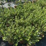 Egreš obyčajný (Grossularia uva-crispa) ´HINNONMÄKI RÖD´ - výška 15-25 cm, stredne skorý, červený, C2L - KRÍKOVÝ